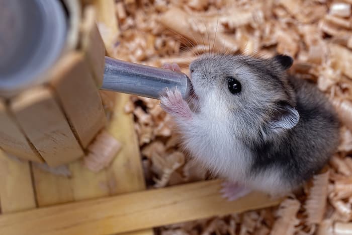 little hamster drinking water