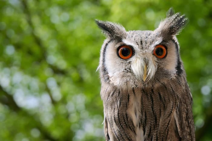 eastern screech owl