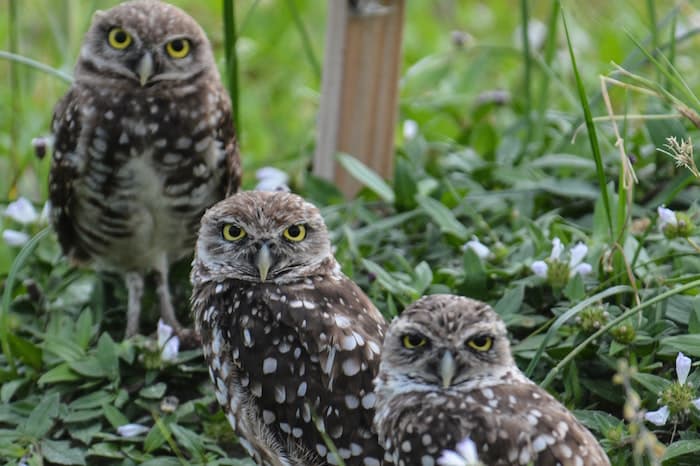 elf owls