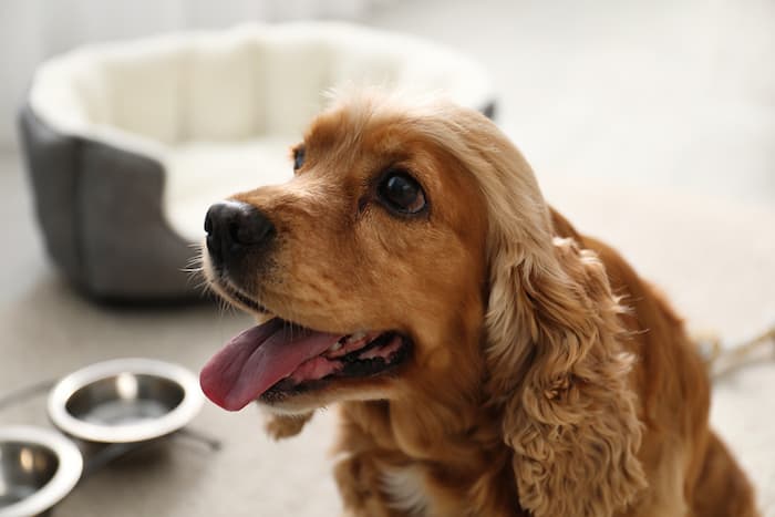 English Cocker Spaniel