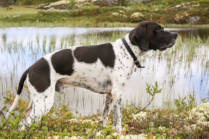 English Pointer