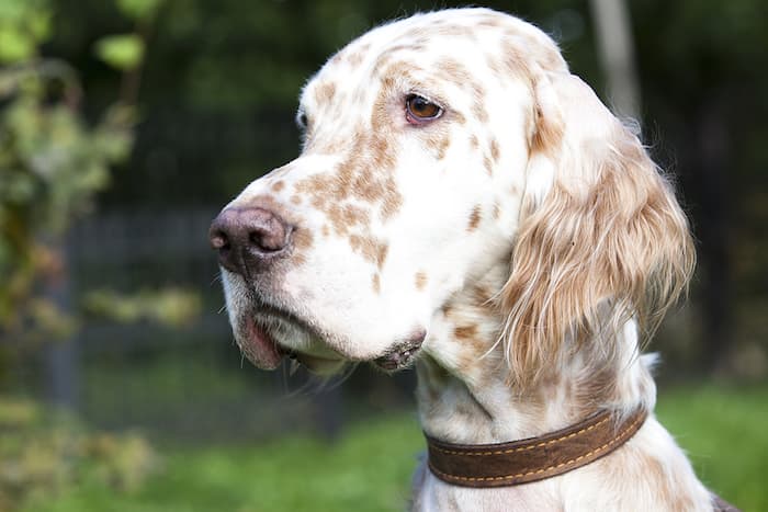 English Setter