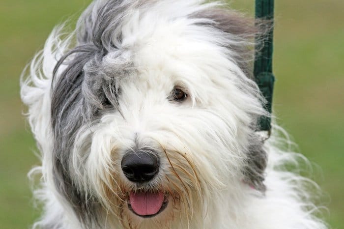 English Sheepdog