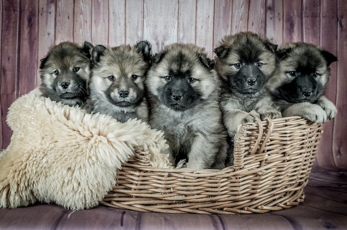 eurasier puppies