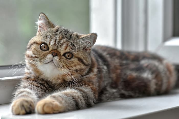 exotic shorthair kitten by window