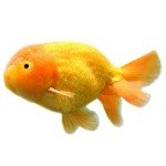 fancy-goldfish-swimming