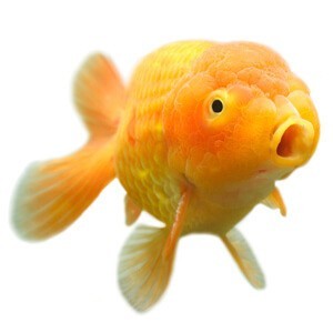 fancy-goldfish