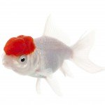 Lionhead goldfish