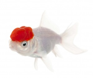 Lionhead goldfish