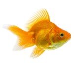 fantail-goldfish