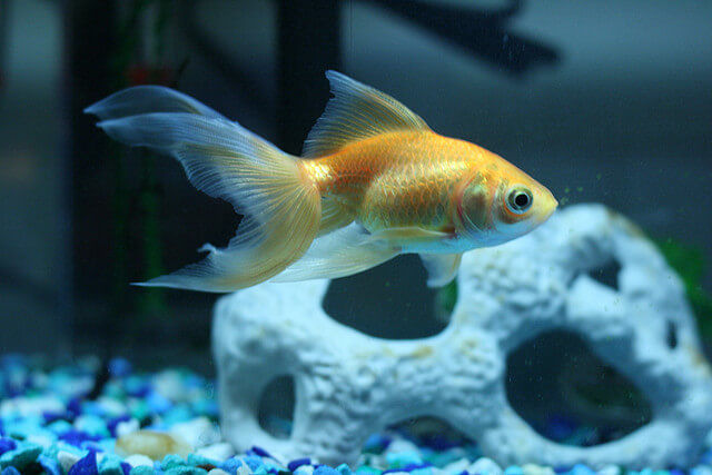 fantail goldfish