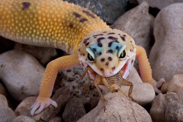 Eating Cricket Lizard Feed