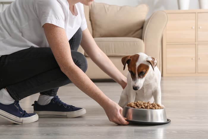 feeding a puppy