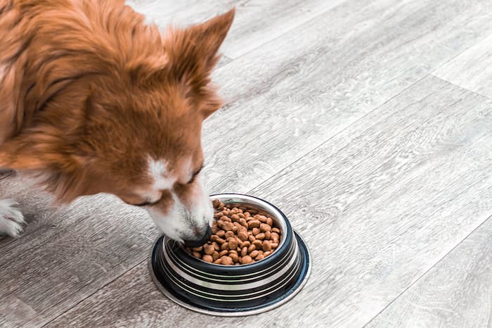 dog feeding from a bowl