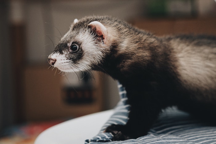 ferret