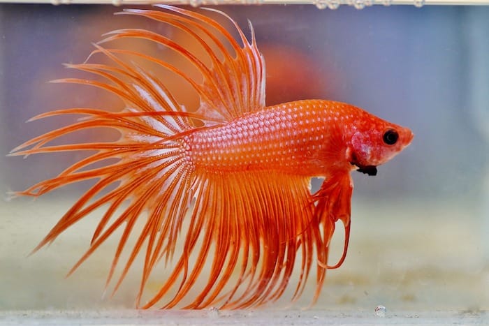 beta fish orange