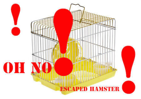 Escaped Hamster