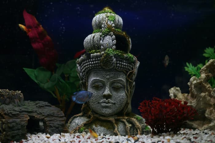 fish tank with decoration