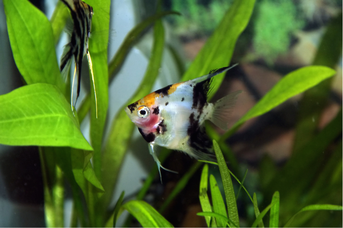 fish in tank with plants