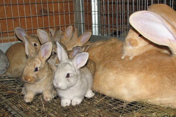 flemish Giant Baby Bunnies