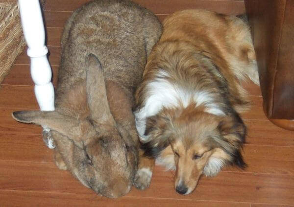 flemish giant rabbit largest breed