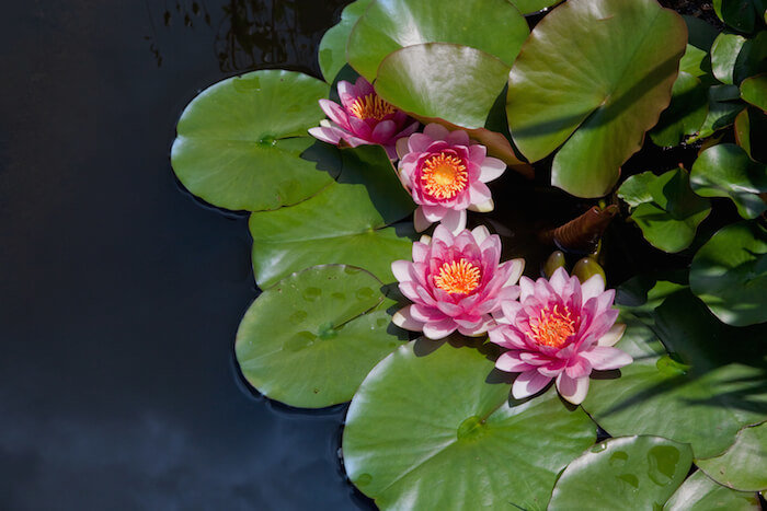 Lilly Floating Pond Plants