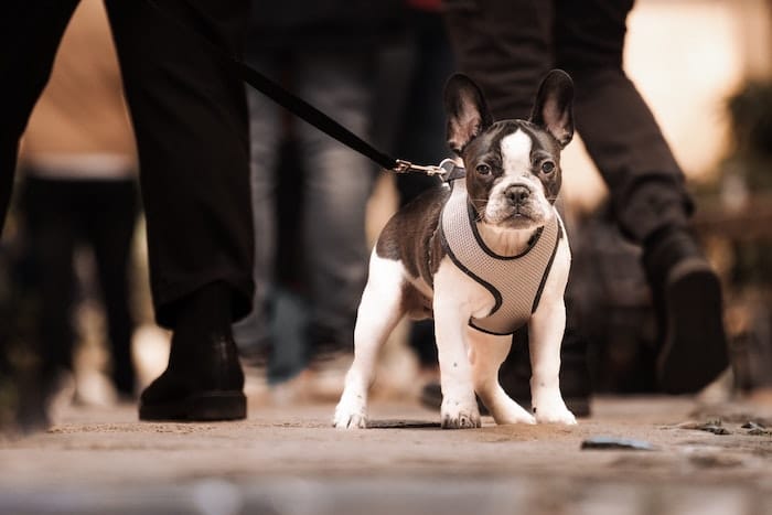 french bulldog can be an emotional support pet for accommodation
