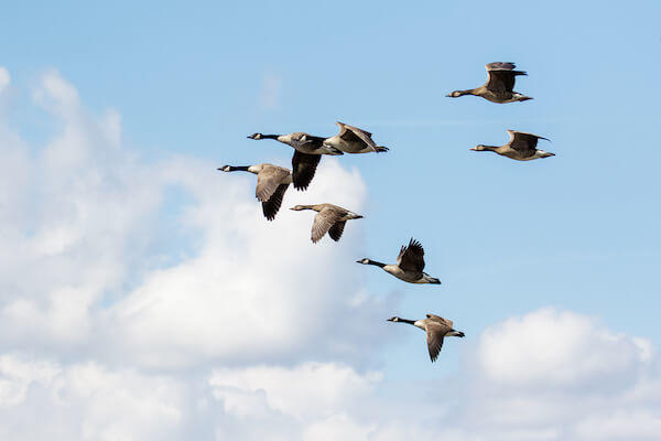 Canada Geese Migrating