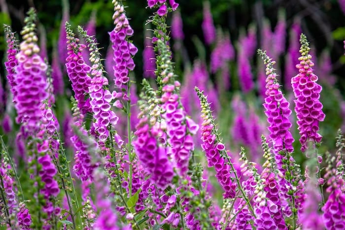 foxglove in the garden