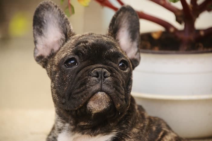 brindle french bulldog puppy