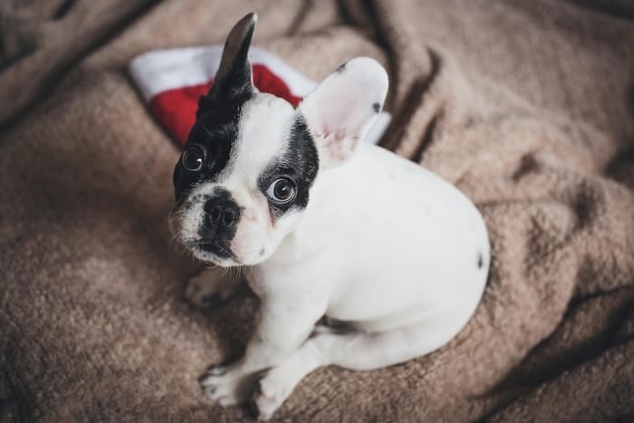 bulldog puppy