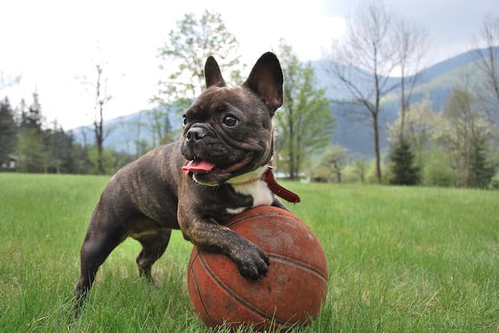 french bulldog playing with a ball