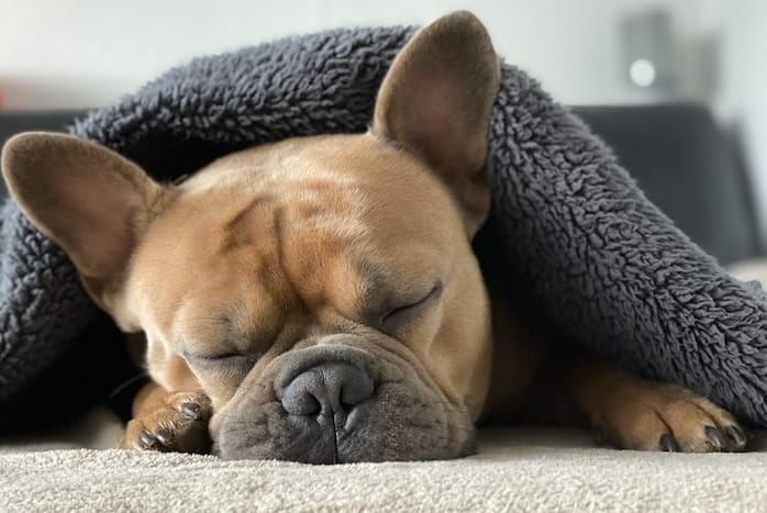 french bulldog napping