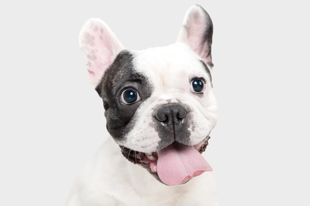 french bulldog