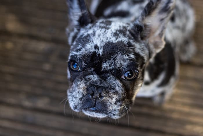 french bulldog looking up