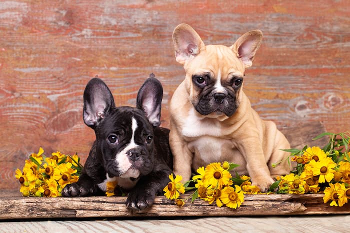 French Bulldog Puppies