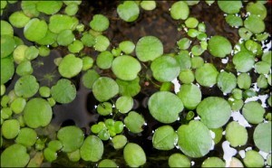 frogbit