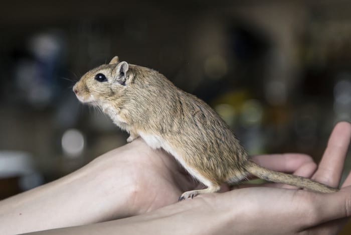 gerbil in hand