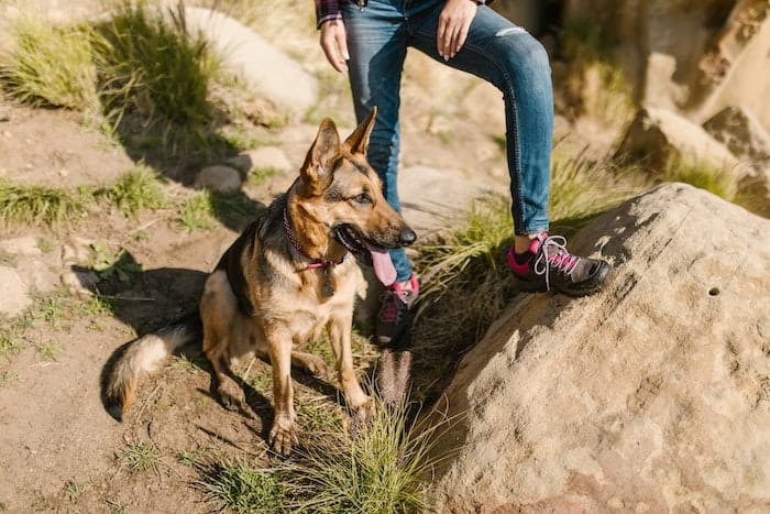 german shepherd with owner hiking