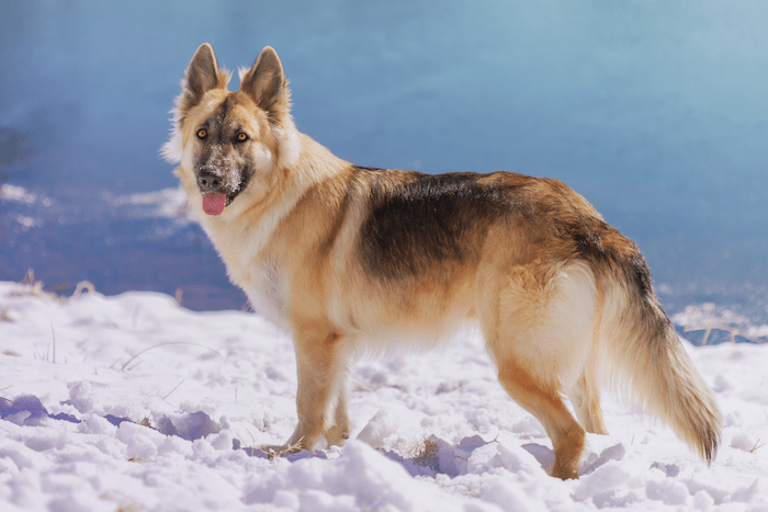 shepherd mix in snow