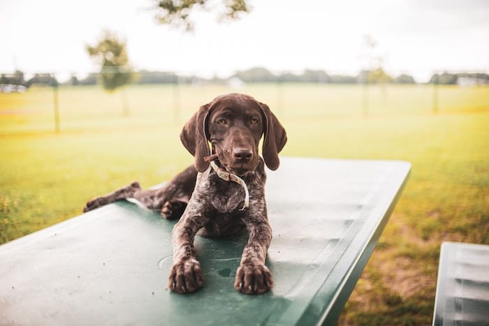 german shorthaired puppy