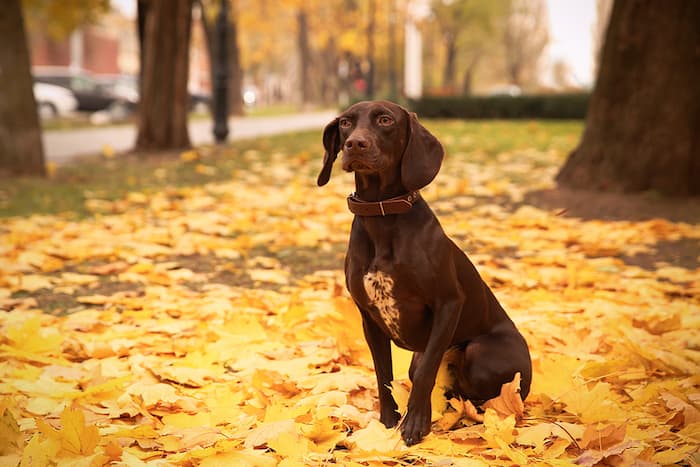 German Shorthaired Pointer