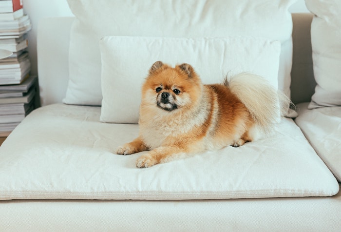 a dog's owner wants to get an ESA pet letter for housing for a German Spitz