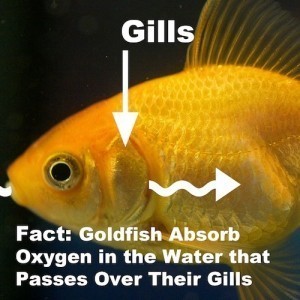 goldfish gills and breathing