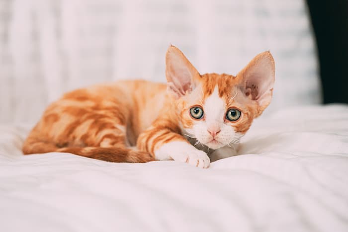 a little ginger devon rex kitten