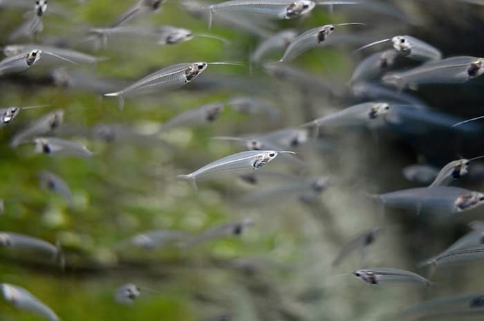 ghost glass catfish