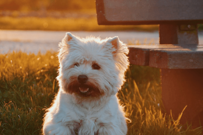 Glen of Imaal Terrier