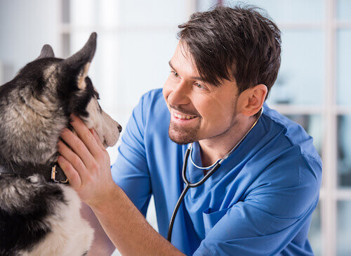 Veterinarian