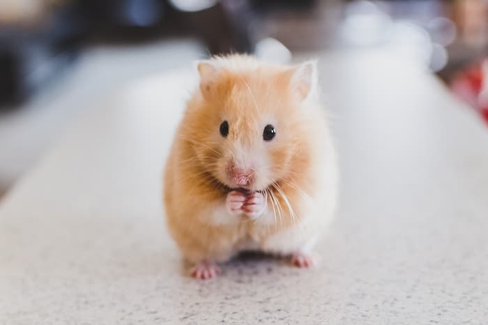 golden hamster