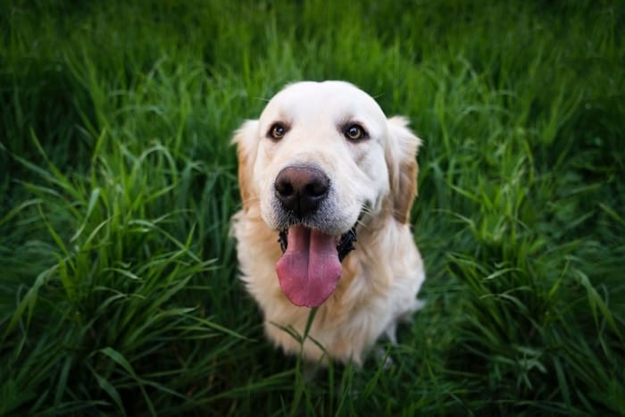 dog in grass